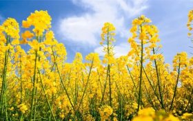 2022中國最美油菜花海鎮(zhèn)巴旅游文化節(jié)活動搶先看！縮略圖