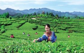 官宣！漢中市茶旅融合精品線路發(fā)布縮略圖