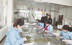 寧強春茶抽檢合格率100%縮略圖 寧強春茶抽檢合格率100%縮略圖