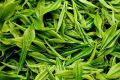 為什么說喝春茶沒必要“洗茶”？縮略圖