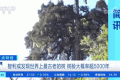 世界上最古老的樹？樹齡或超5000年！長這樣→縮略圖