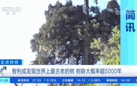 世界上最古老的樹？樹齡或超5000年！長(zhǎng)這樣→縮略圖