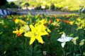 繁花似錦，清香陣陣，百合盛開(kāi)惹人醉！縮略圖