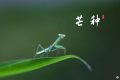 芒種，愿所有耕耘，終有收獲縮略圖