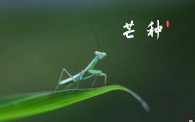 芒種，愿所有耕耘，終有收獲縮略圖