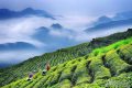 綜合產(chǎn)值超300億元！漢中成為西北地區(qū)最大的茶產(chǎn)業(yè)生產(chǎn)基地縮略圖