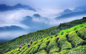 綜合產(chǎn)值超300億元！漢中成為西北地區(qū)最大的茶產(chǎn)業(yè)生產(chǎn)基地縮略圖