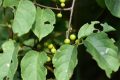 夏季被毒蛇咬傷怎么辦？十個(gè)問答幫你應(yīng)對(duì)縮略圖