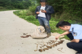 @漢中人！野生天麻，挖不得！縮略圖
