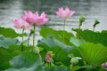 溫風(fēng)至，小暑來(lái)，長(zhǎng)夏至此盛縮略圖