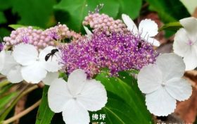 漢中佛坪首次發(fā)現(xiàn)秦嶺山中最神秘的花！縮略圖