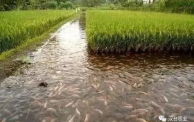 漢臺(tái)區(qū)防御高溫干旱天氣農(nóng)業(yè)生產(chǎn)主要技術(shù)措施看這里→縮略圖