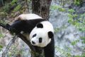 漢中佛坪這位“美人”驚艷了世人！縮略圖