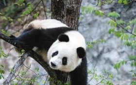 漢中佛坪這位“美人”驚艷了世人！縮略圖
