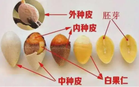 關(guān)于銀杏果的風(fēng)險(xiǎn)提示縮略圖