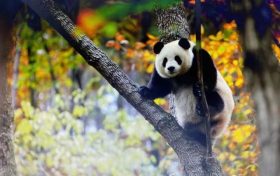 跟著熊貓的腳步，來一場浪漫的賞秋之旅！縮略圖