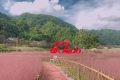 沙窩村粉黛亂子草已綻放！秋日“限定”等你來(lái)打卡縮略圖