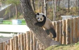 不愧是秦嶺大熊貓，光看照片就被可愛到了！縮略圖