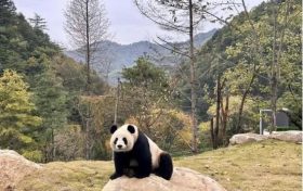 首批“住戶”在秦嶺大熊貓的“新家”住的習慣嗎？快來圍觀！縮略圖