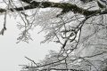 云賞龍頭山入冬初雪！霧凇奇觀太美啦！縮略圖