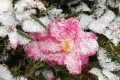 玉樹瓊枝！漢臺雪景美如畫！縮略圖