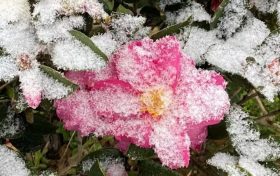 玉樹瓊枝！漢臺雪景美如畫！縮略圖