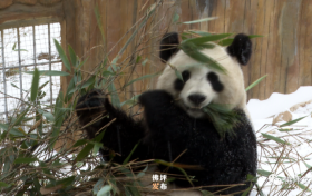 滿地撒歡打滾兒！佛坪大熊貓雪中“賣萌”根本停不下來！縮略圖