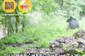 長青保護(hù)區(qū)黑熊與羚牛狹路相逢！縮略圖