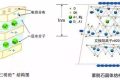 應(yīng)對(duì)新冠要囤蒙脫石散？專家：備一兩盒正常，但未必是止瀉首選縮略圖