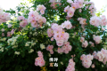春暖花開的序曲即將奏響，佛坪賞花指南為您送上！縮略圖