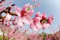 桃花依舊笑春風(fēng)，漢臺(tái)區(qū)這個(gè)地方千余畝桃林正在怒放縮略圖