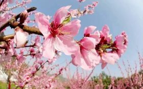 桃花依舊笑春風(fēng)，漢臺區(qū)這個地方千余畝桃林正在怒放縮略圖