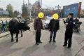 南鄭公安：水牛街頭“散步”，民警送它“回家”！縮略圖