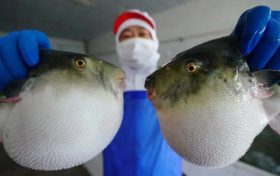 ?注意！近期有人因它中毒，0.5毫克可致死縮略圖