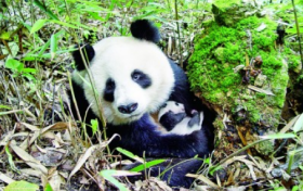 奇山秀水+秦楚巴蜀！漢中“贏麻”了縮略圖