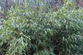 首次！佛坪人工竹林引來野生大熊貓！縮略圖