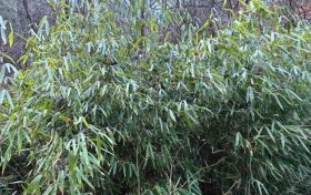 首次！佛坪人工竹林引來野生大熊貓！縮略圖
