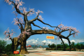 “五一”假期，西鄉(xiāng)櫻桃溝景區(qū)提升現(xiàn)新貌！縮略圖