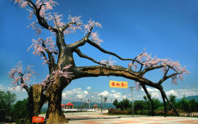 “五一”假期，西鄉(xiāng)櫻桃溝景區(qū)提升現(xiàn)新貌！縮略圖