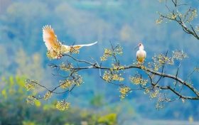 572種！陜西鳥類40余年新增200多種縮略圖