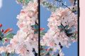 絕美春日壁紙已上新！將漢臺美景裝進(jìn)手機(jī)→縮略圖