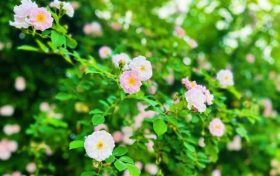 春色滿園！漢中這里的薔薇花開啦，顏值滿分快去打卡~縮略圖