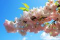 藏不住了！漢臺(tái)鮮為人知的踏青賞春好去處→縮略圖