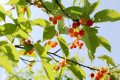 留壩櫻桃紅了！初夏的味道m(xù)in甜！縮略圖