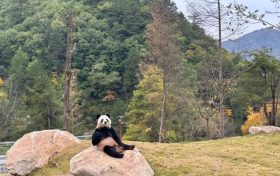 可愛(ài)暴擊！秦嶺大熊貓賣(mài)萌撒歡現(xiàn)場(chǎng)→縮略圖