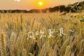 在漢臺(tái)，有一種浪漫叫風(fēng)吹麥浪！縮略圖