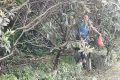 9分200元，這個(gè)枇杷值不值？縮略圖