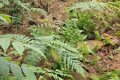 暖心！國家二級保護(hù)動物麂子在老道寺鎮(zhèn)獲救縮略圖