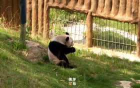 佛坪：大熊貓開(kāi)啟“避暑”模式縮略圖