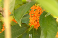 真香！“桂花味”的漢中正在回歸！縮略圖